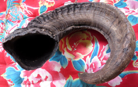 snaky shofar photo