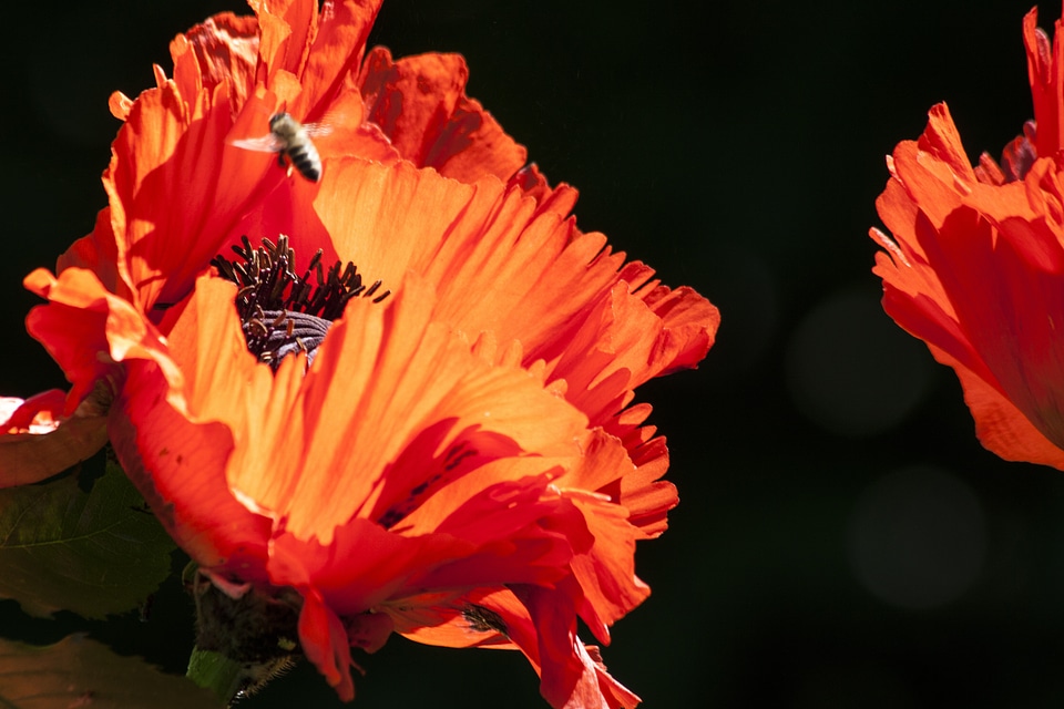 Nature flora spring