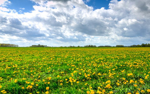 Field of dandelions photo