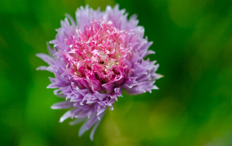 Chives bloom photo