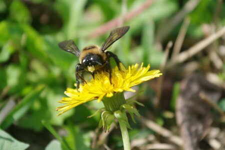 Carpenter Bee on Yellow Flower photo