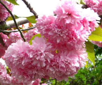 fluffy pink fruit-tree blossoms