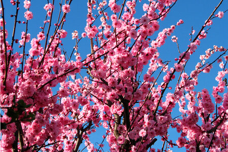 pink fruit tree blossoms 2 photo