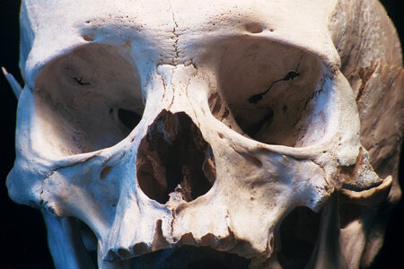 human skull closeup photo