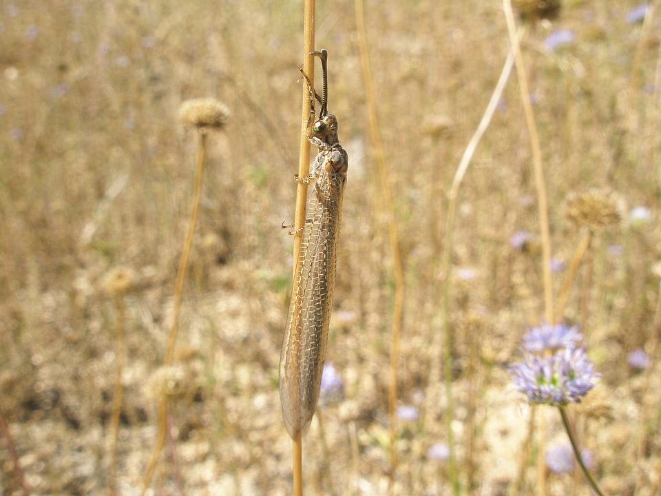 Insects nature wing