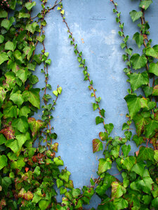ivy on blue wall photo