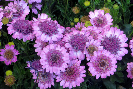 pink-violet flowers photo