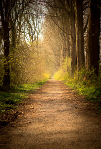 Forest path photo