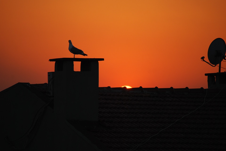 Turkey seagull sunset
