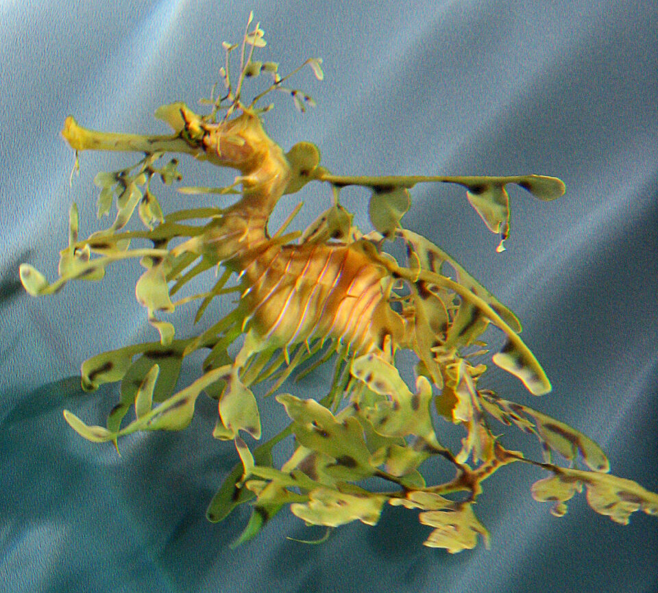 sea dragon photo