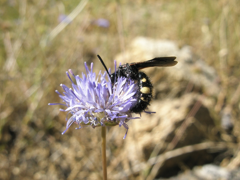 Wasps insects flower