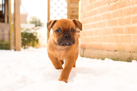 Puppy in the snow photo