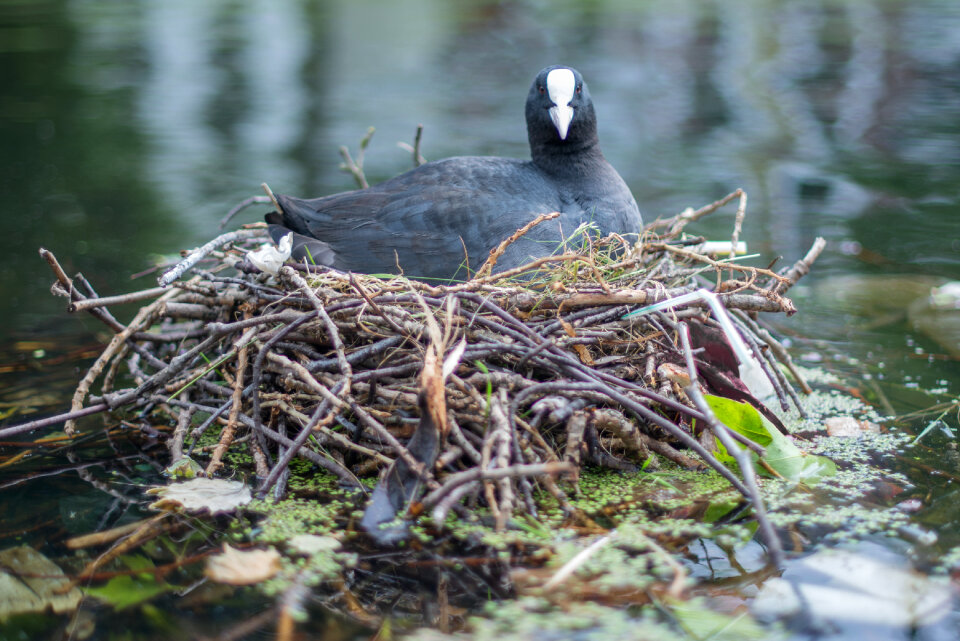 Sitting on her nest