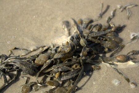 Seaweed photo