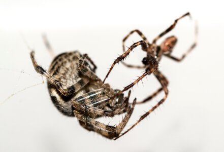 Spiders mating photo