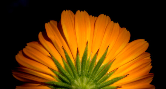 Orange flower photo