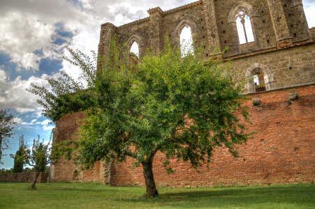 Tree and a Ruin photo