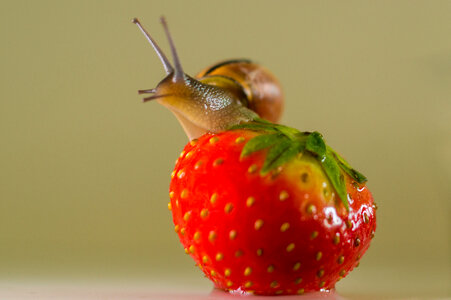 Strawberry love