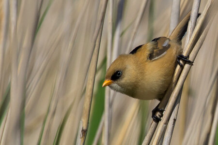 The bearded reedling