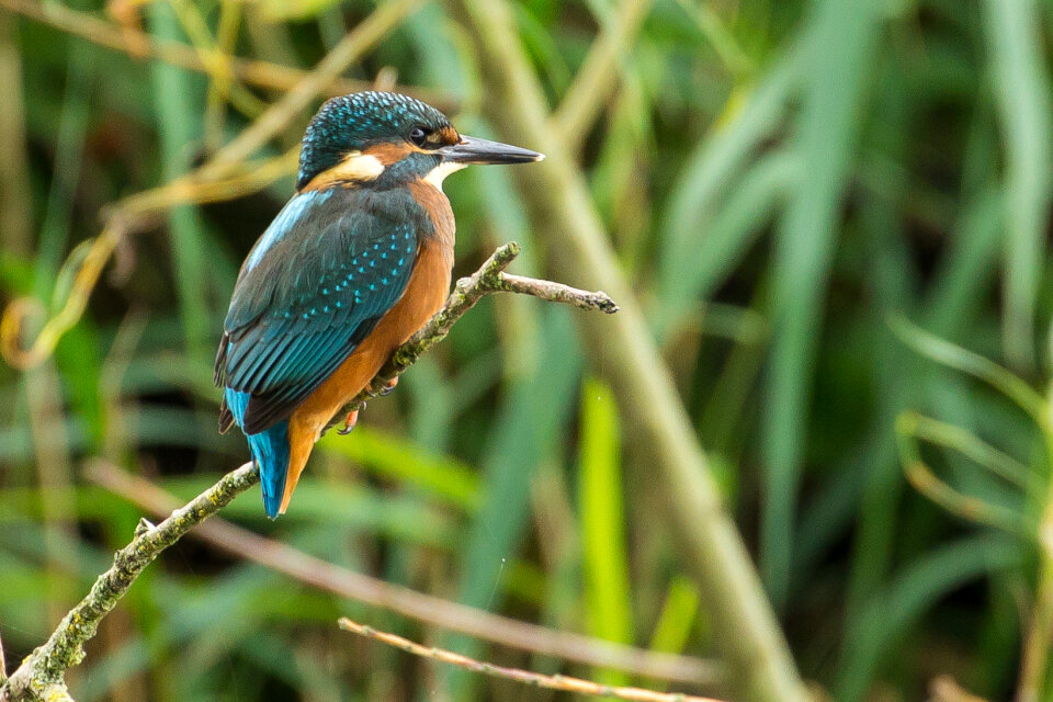 Kingfisher on watch