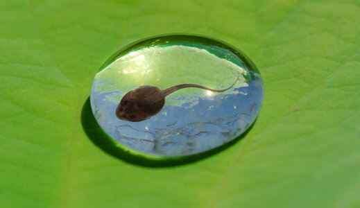 Trapped tadpole photo