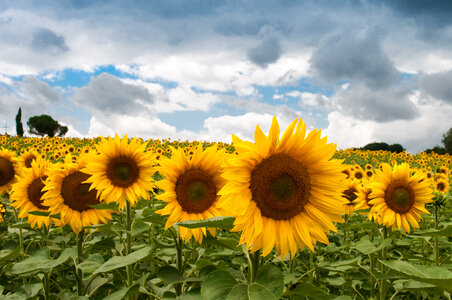 Field of sunflowers photo