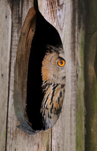 Curious owl photo