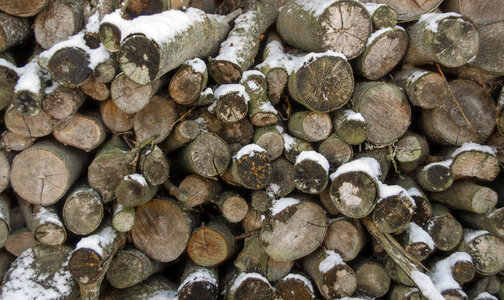 Logs in the winter photo
