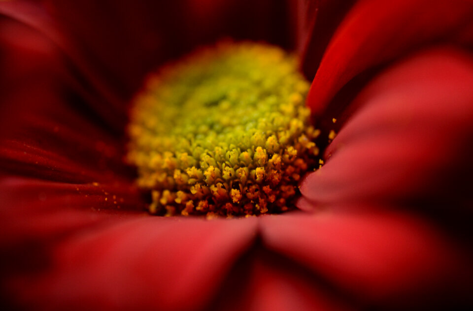 Red flower bud macro photo