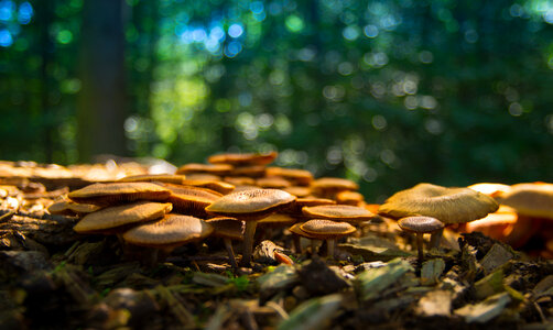 Mushrooms in the forest photo