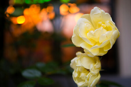 Roses photo