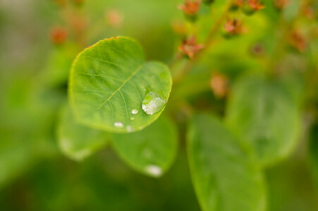 Drop of rain on leaf photo