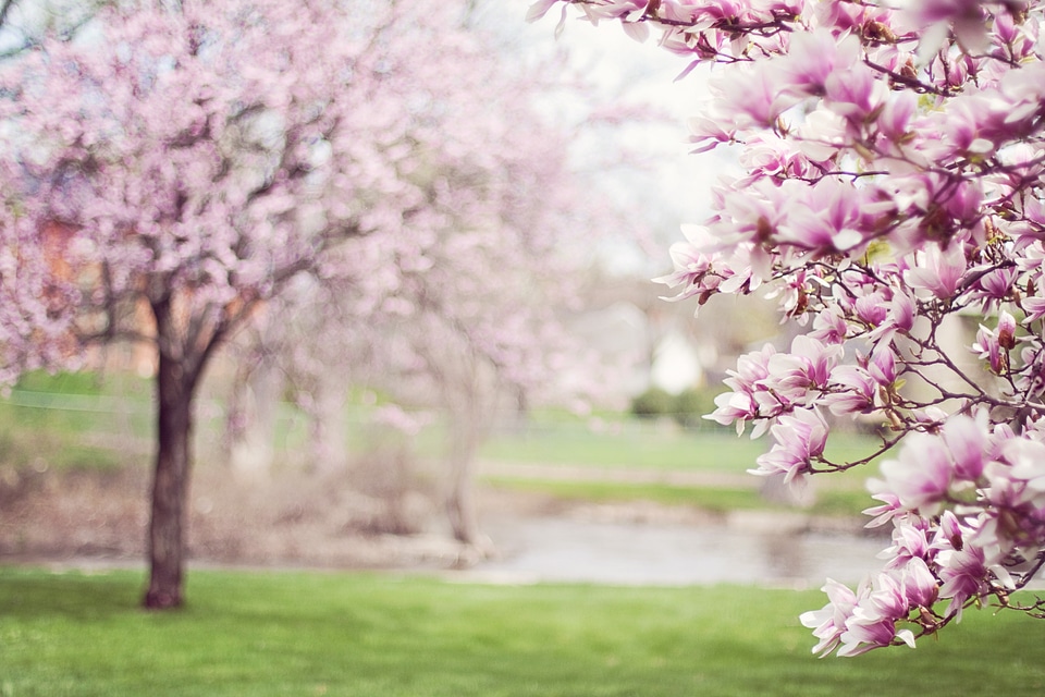 Spring flowering tree pink