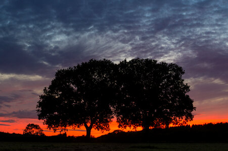 Two trees photo