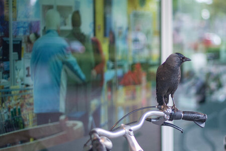 Crow on bike photo