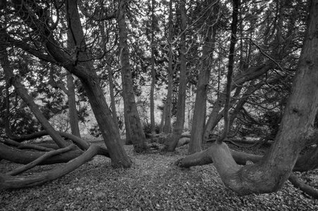 Tree octopus photo