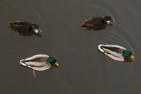 Duck symmetry photo