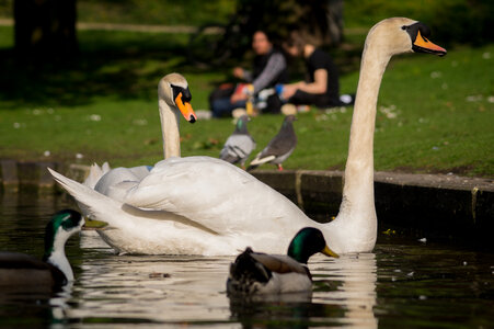 Swans in the park photo