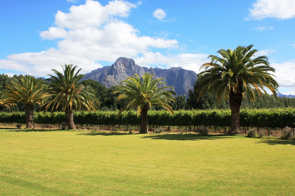 Palm trees landscape winelands