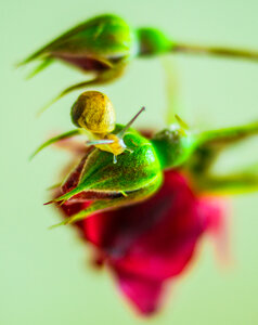 Snail on the move