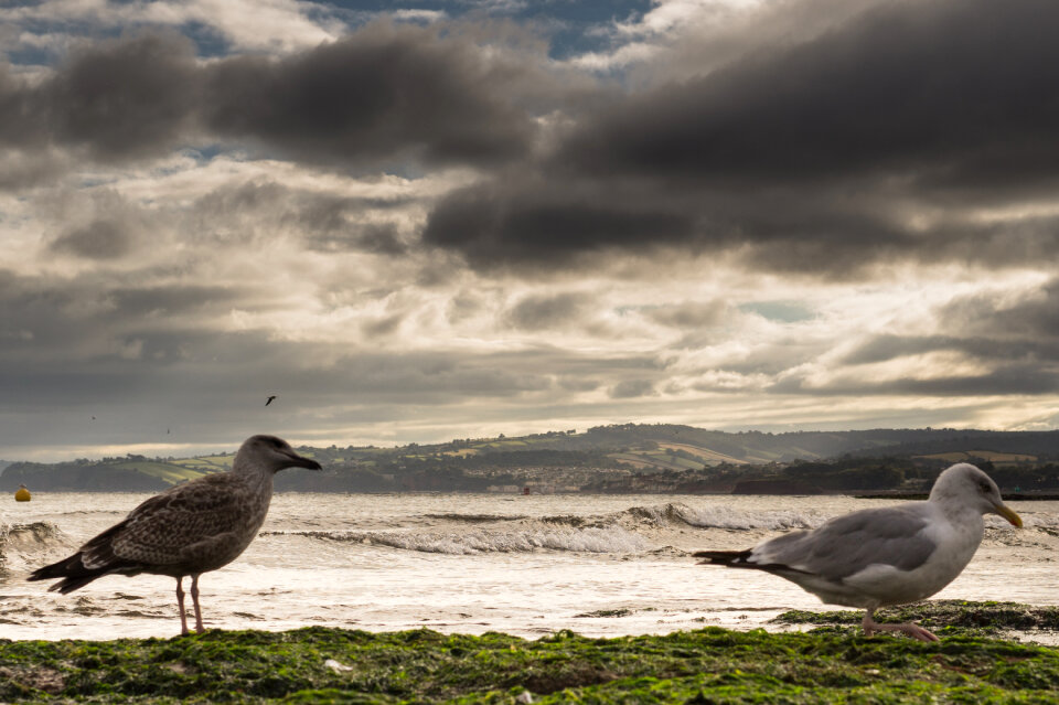 Seagulls at the beach