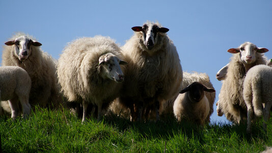 Family sheep photo