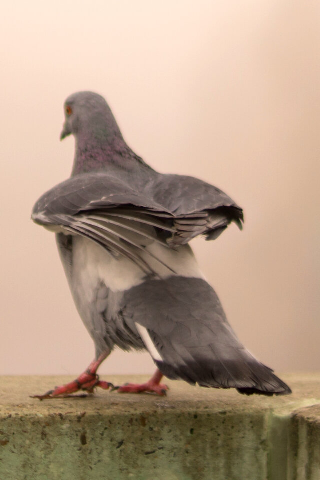 Ready for take off