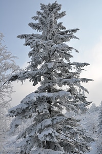 Spruce tree mountains