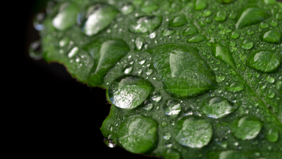 Water drops on a green leaf photo