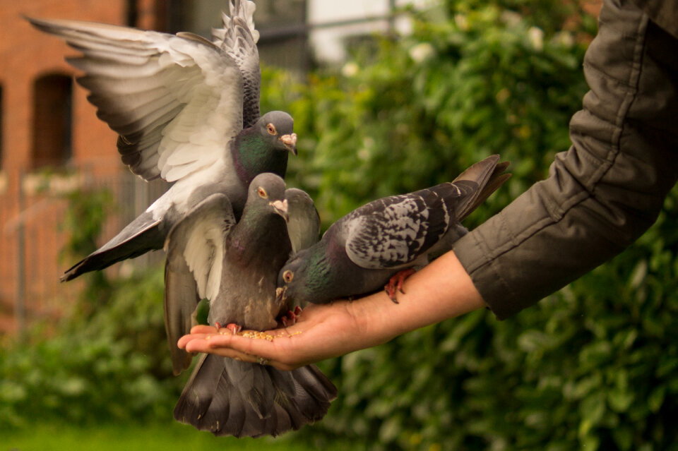 Feeding the birds photo