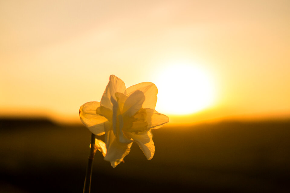 Beautiful flower in the sun