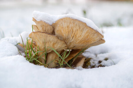 Mushrooms covered in snow photo