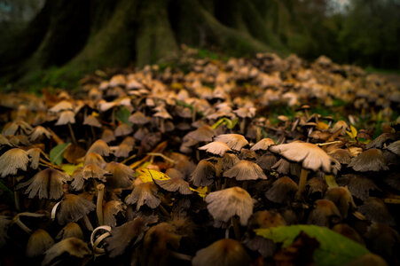 Field of mushrooms photo