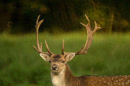 oh my deer photo